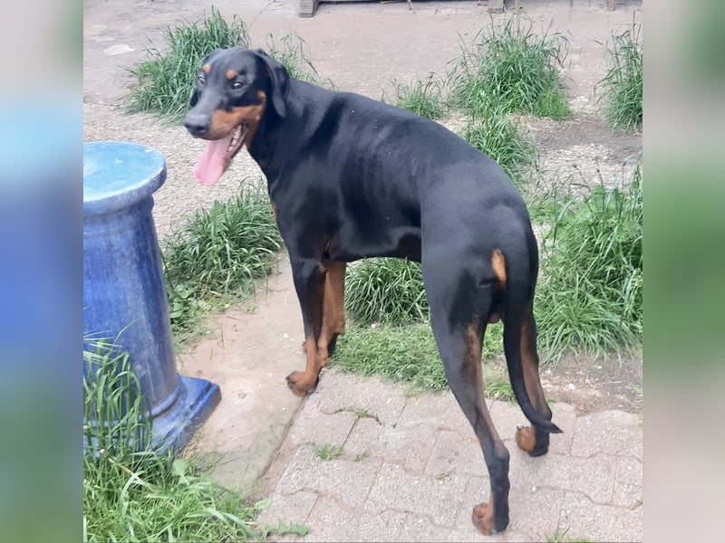 Dobermann-Rüde - 14 Monate - geimpft, gechipped und gesund