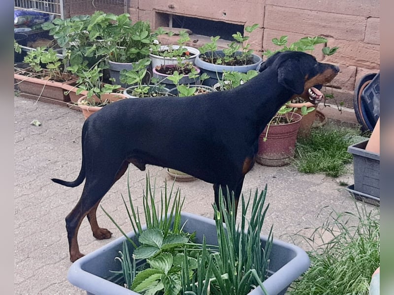 Dobermann-Rüde - 14 Monate - geimpft, gechipped und gesund