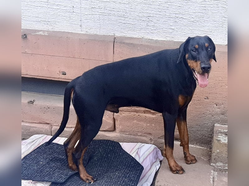 Dobermann-Rüde - 14 Monate - geimpft, gechipped und gesund