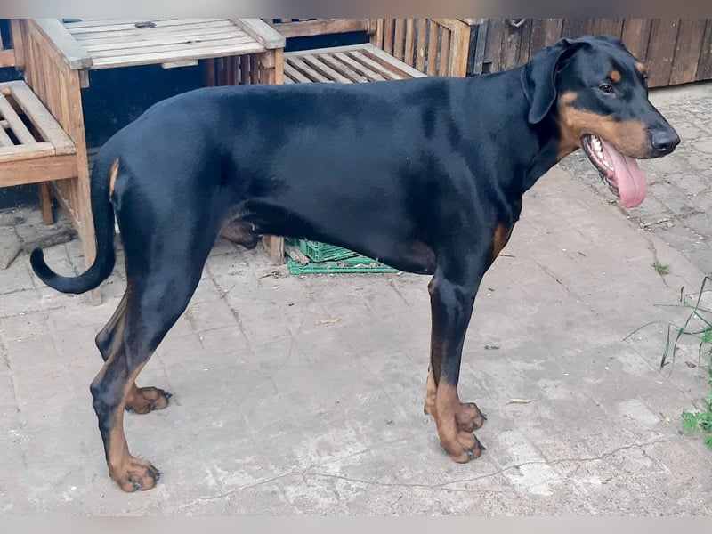 Dobermann-Rüde - 14 Monate - geimpft, gechipped und gesund