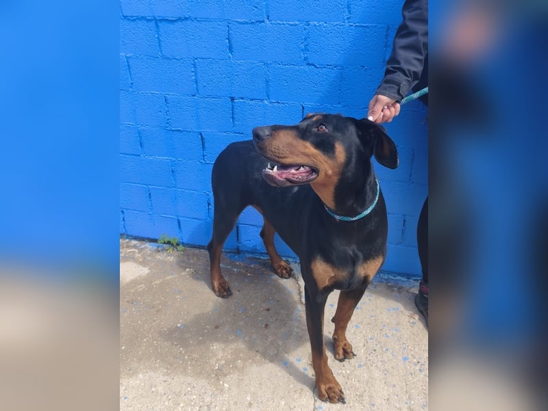 Cloe - wunderschöne Dobermann-Dame sucht rasseerfahrene Menschen mit Herz und Verantwortung