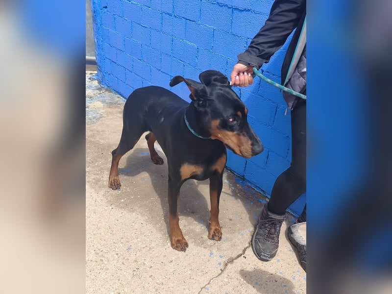 Cloe - wunderschöne Dobermann-Dame sucht rasseerfahrene Menschen mit Herz und Verantwortung