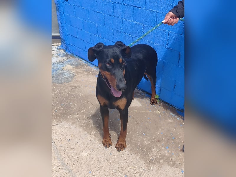 Cloe - wunderschöne Dobermann-Dame sucht rasseerfahrene Menschen mit Herz und Verantwortung