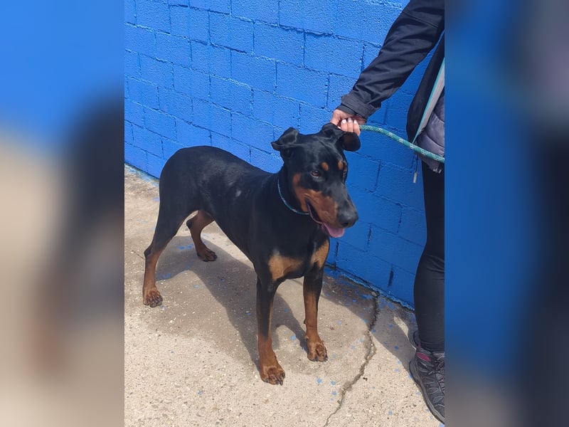 Cloe - wunderschöne Dobermann-Dame sucht rasseerfahrene Menschen mit Herz und Verantwortung