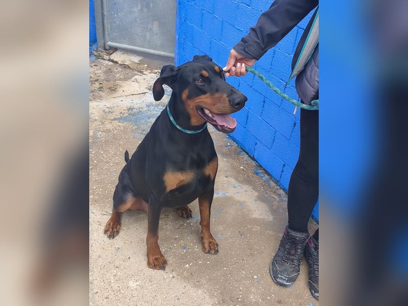 Cloe - wunderschöne Dobermann-Dame sucht rasseerfahrene Menschen mit Herz und Verantwortung