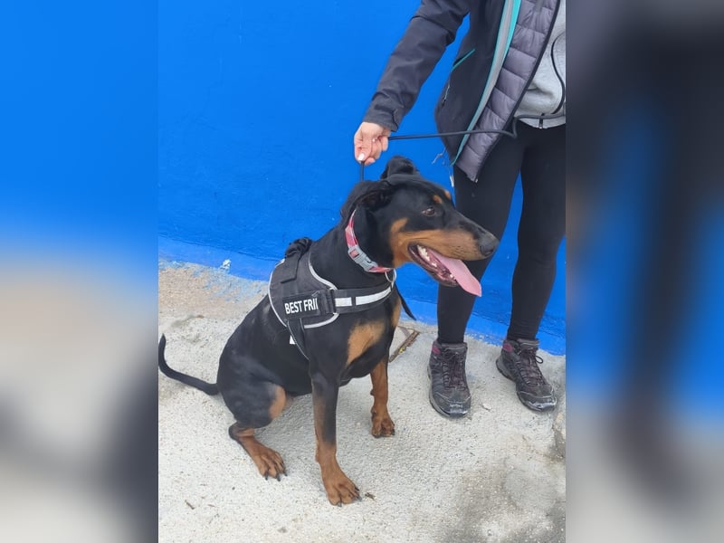 Cloe - wunderschöne Dobermann-Dame sucht rasseerfahrene Menschen mit Herz und Verantwortung