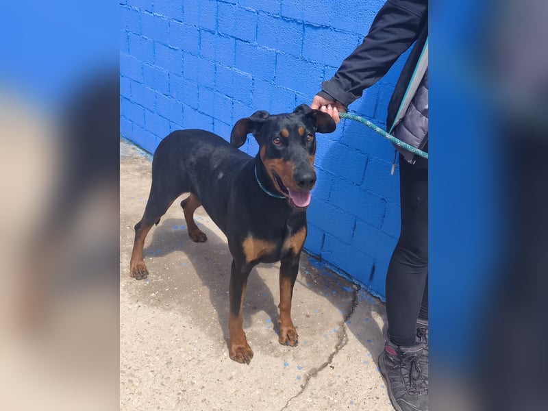 Cloe - wunderschöne Dobermann-Dame sucht rasseerfahrene Menschen mit Herz und Verantwortung