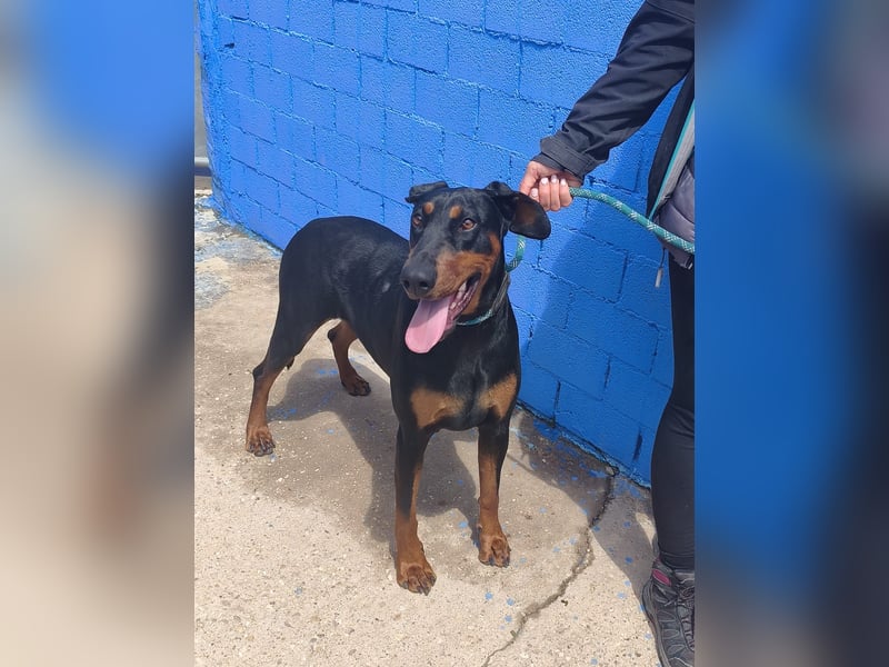 Cloe - wunderschöne Dobermann-Dame sucht rasseerfahrene Menschen mit Herz und Verantwortung
