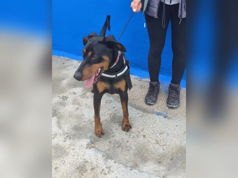 Cloe - wunderschöne Dobermann-Dame sucht rasseerfahrene Menschen mit Herz und Verantwortung