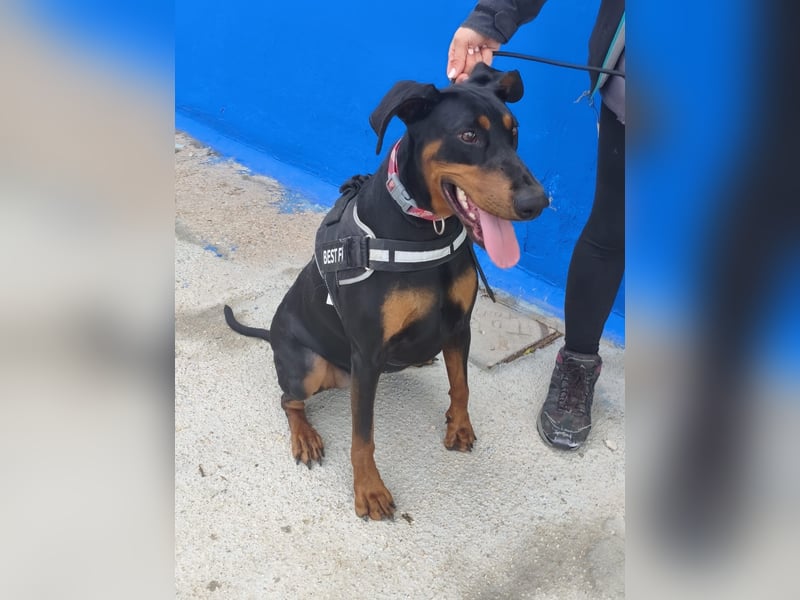 Cloe - wunderschöne Dobermann-Dame sucht rasseerfahrene Menschen mit Herz und Verantwortung