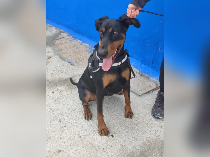 Cloe - wunderschöne Dobermann-Dame sucht rasseerfahrene Menschen mit Herz und Verantwortung
