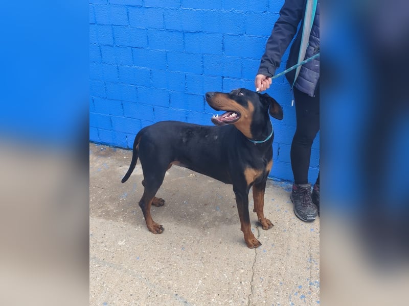 Cloe - wunderschöne Dobermann-Dame sucht rasseerfahrene Menschen mit Herz und Verantwortung