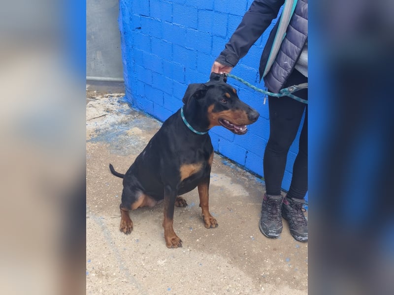 Cloe - wunderschöne Dobermann-Dame sucht rasseerfahrene Menschen mit Herz und Verantwortung