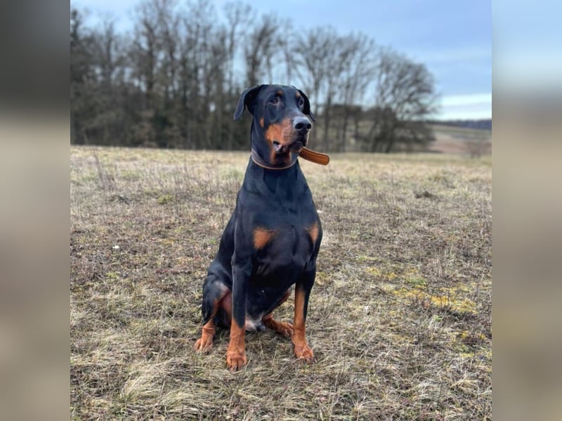 Enzo - liebt es zu kuscheln,ist verspielt