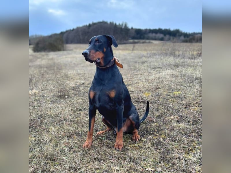 Enzo - liebt es zu kuscheln,ist verspielt