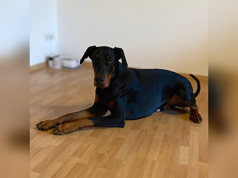 Enzo - liebt es zu kuscheln,ist verspielt