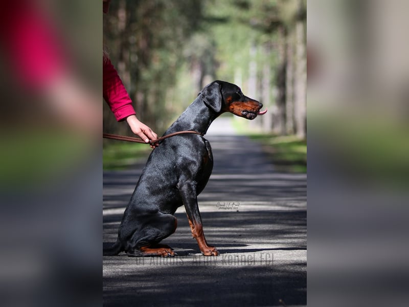 Dobermann Welpen erwartet - FCI Ahnentafel