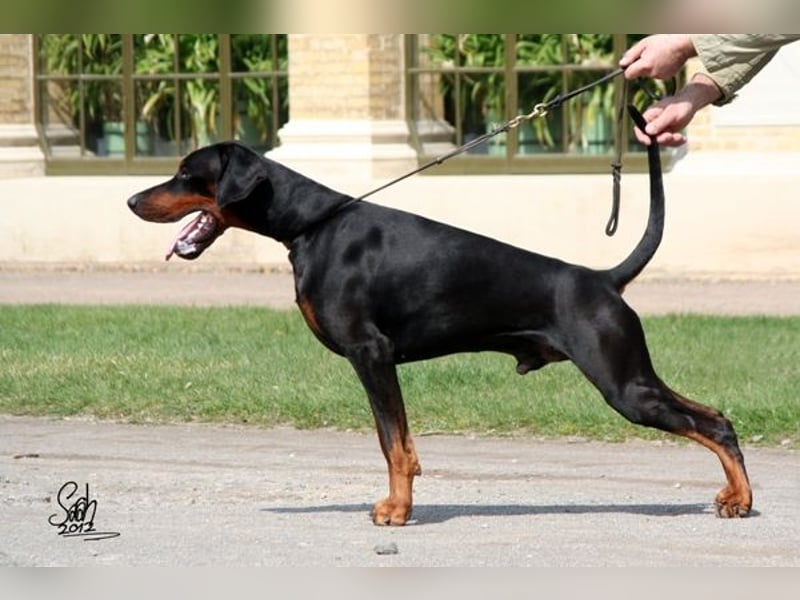 Dobermann Welpen geplant - FCI Ahnentafel