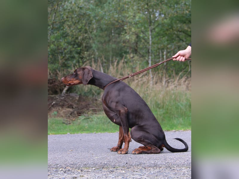 Dobermann Welpen geplant - FCI Ahnentafel