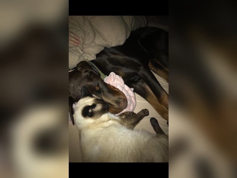 Dobermann rüde 14 Monate