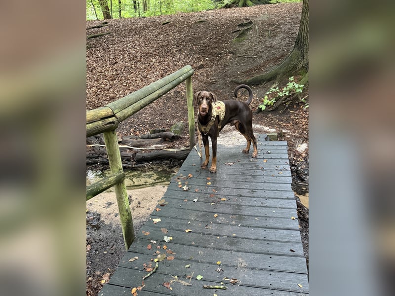 Dobermann rüde 14 Monate