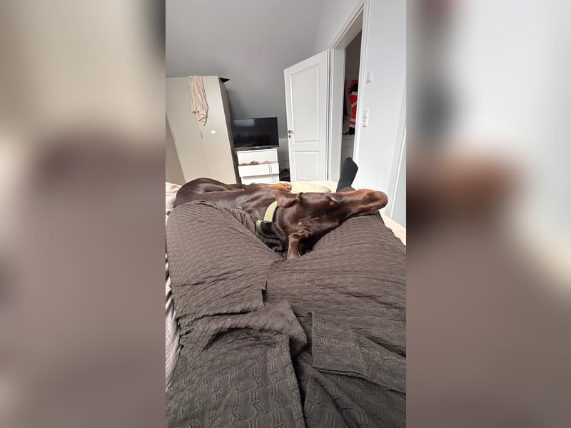 Dobermann rüde 14 Monate