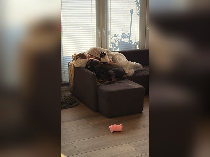 Dobermann rüde 14 Monate