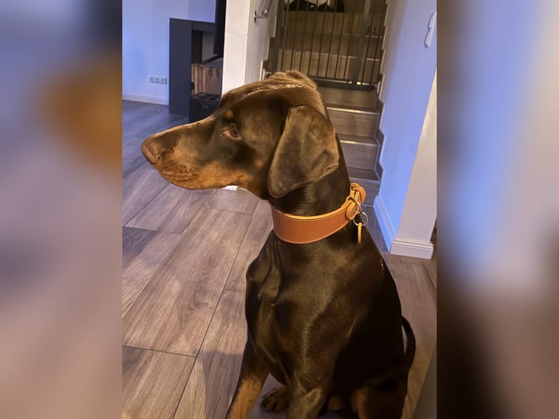 Dobermann rüde 14 Monate