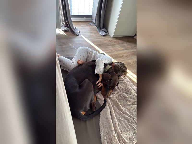 Dobermann rüde 14 Monate