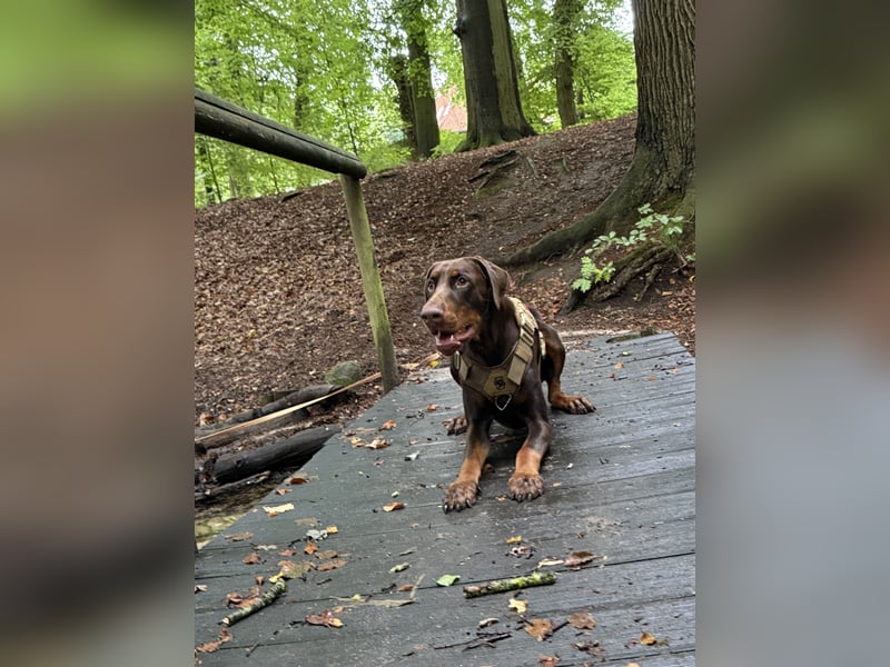 Dobermann rüde 14 Monate