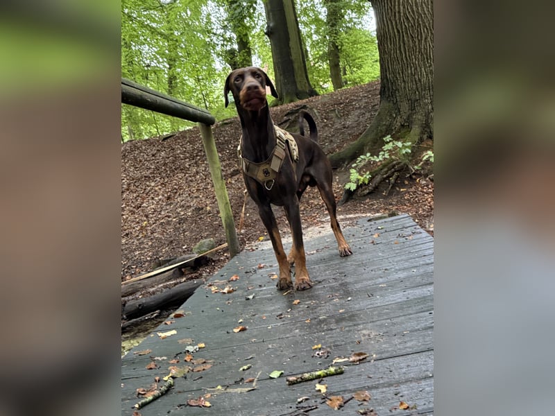 Dobermann rüde 14 Monate