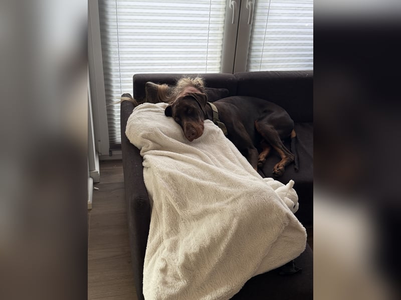 Dobermann rüde 14 Monate