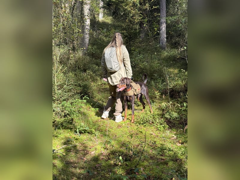 Dobermann rüde 14 Monate