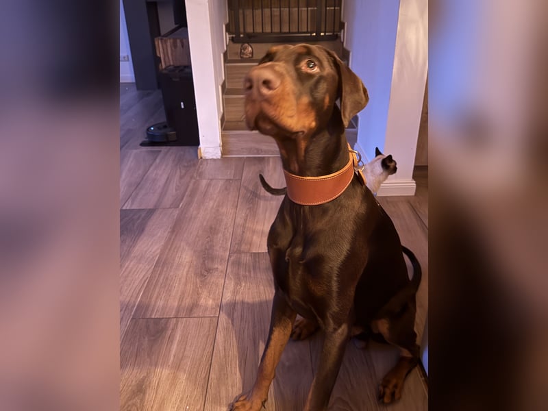 Dobermann rüde 14 Monate