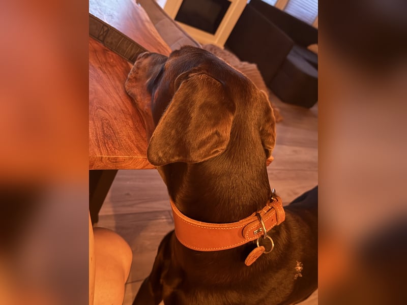 Dobermann rüde 14 Monate