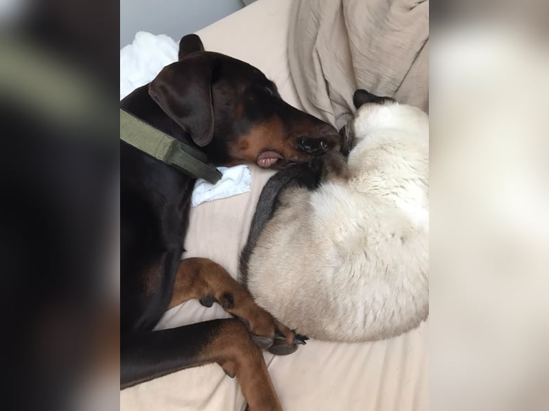 Dobermann rüde 14 Monate