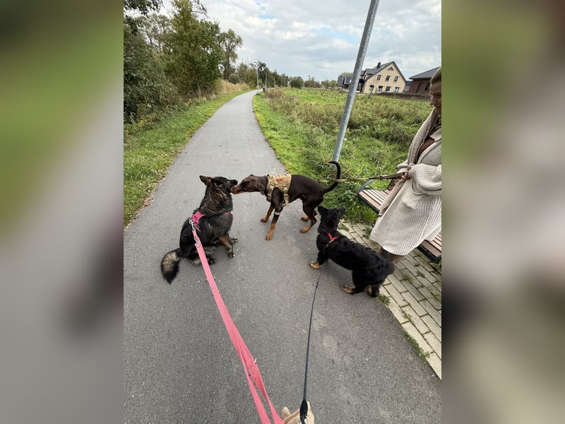 Dobermann rüde 14 Monate