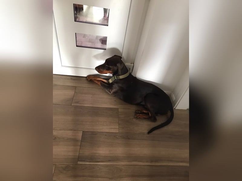 Dobermann rüde 14 Monate