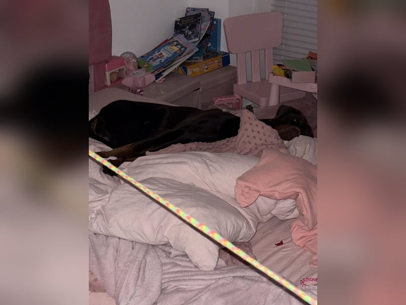 Dobermann rüde 14 Monate