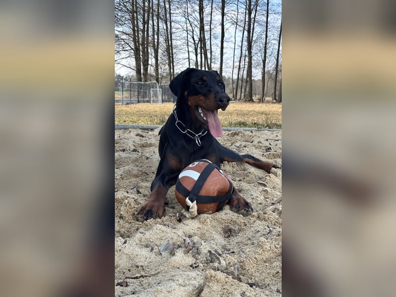 Dobermann 2 jahre
