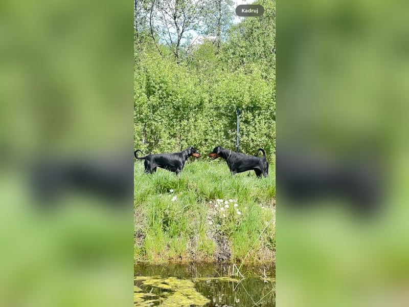 Dobermann 2 jahre