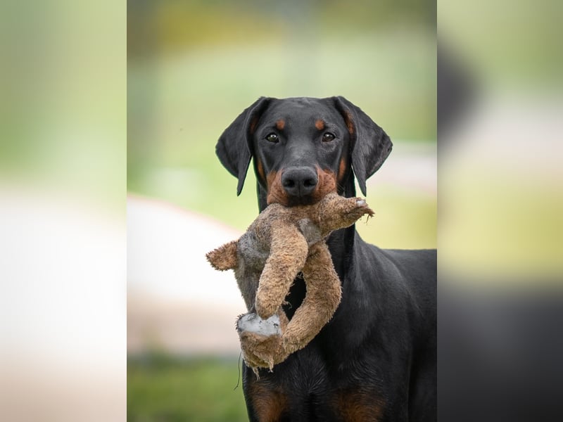 Dobermann 2 jahre