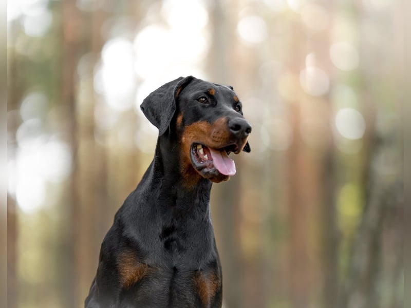 Dobermann 2 jahre