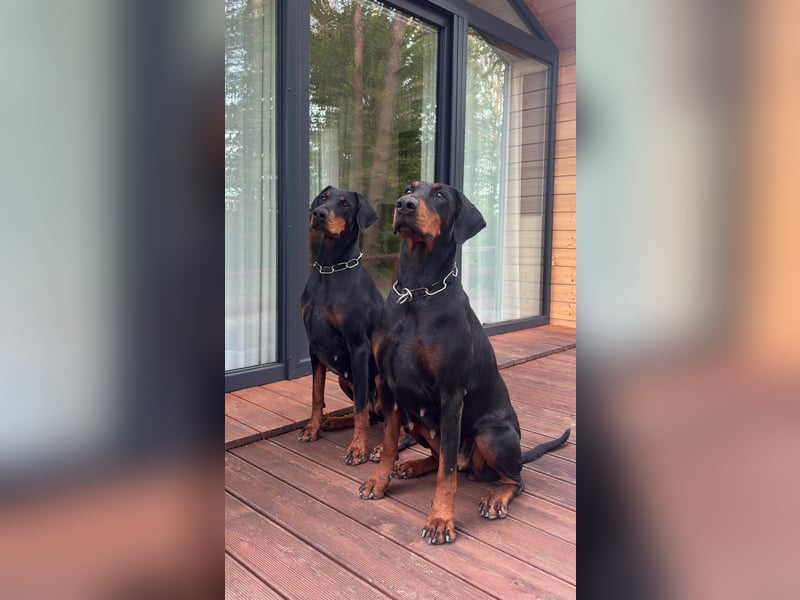 Dobermann 2 jahre