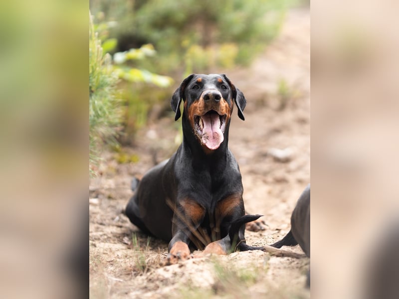 Dobermann 2 jahre