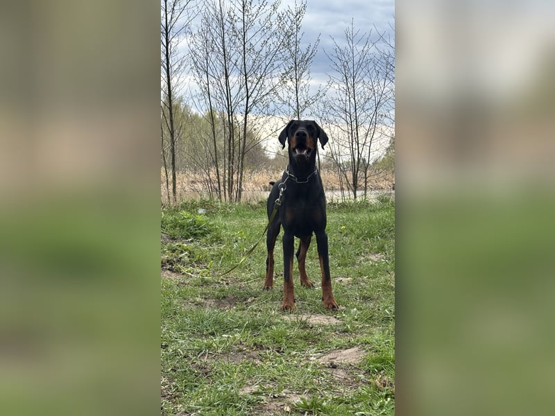 Dobermann 2 jahre