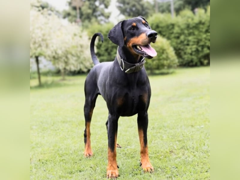 Metti - ist am liebsten immer dabei