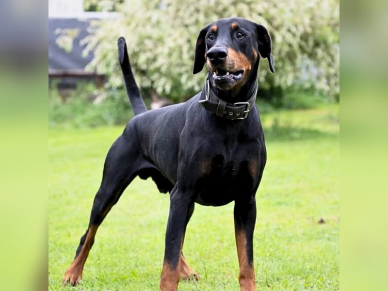 Metti - ist am liebsten immer dabei