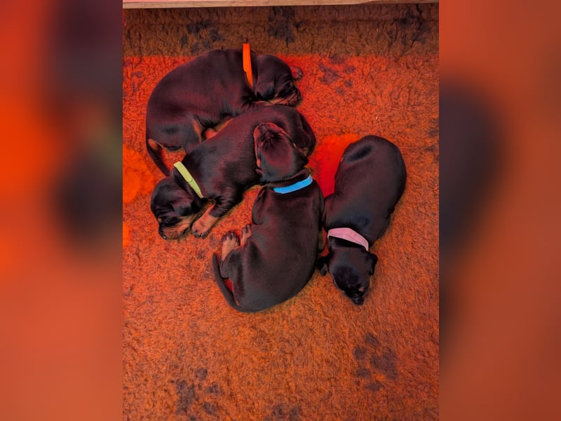 Dobermann Welpen