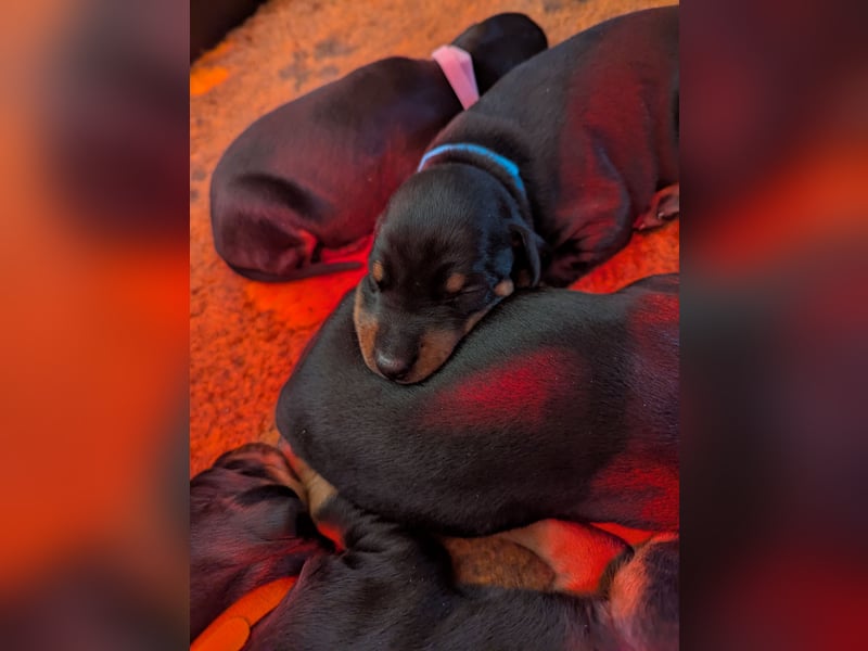 Dobermann Welpen
